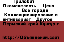 Трилобит Asaphus. Окаменелость. › Цена ­ 300 - Все города Коллекционирование и антиквариат » Другое   . Пермский край,Кунгур г.